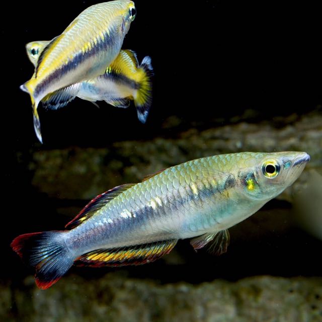 Bedotia geayi   Madagascar regenboog